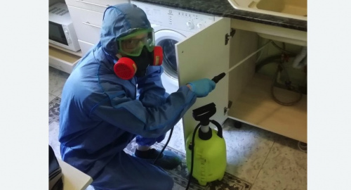 Уничтожение муравьев в квартире. Борисоглебск