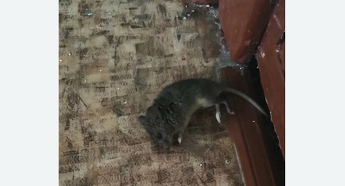 Дезинфекция от мышей в Борисоглебске