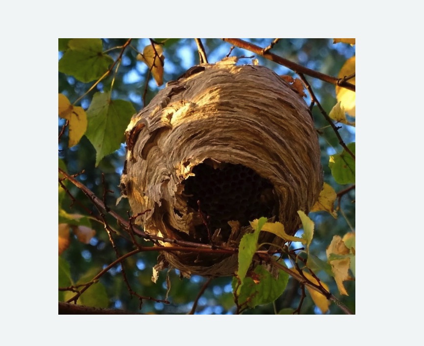 Обработка от шершней в Борисоглебске