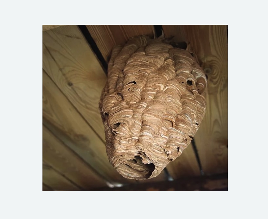 обработка от шершней в Борисоглебске