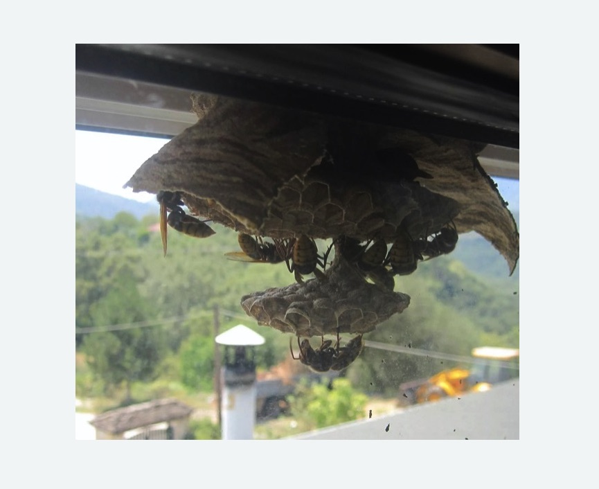 Уничтожение гнёзд шершней в Борисоглебске