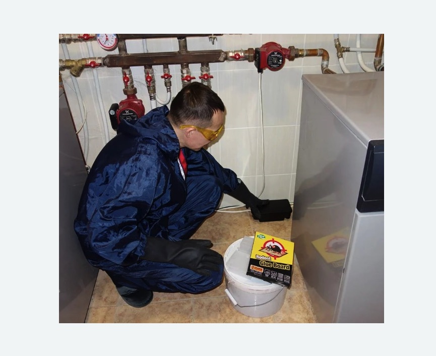 Уничтожение крыс в Борисоглебске