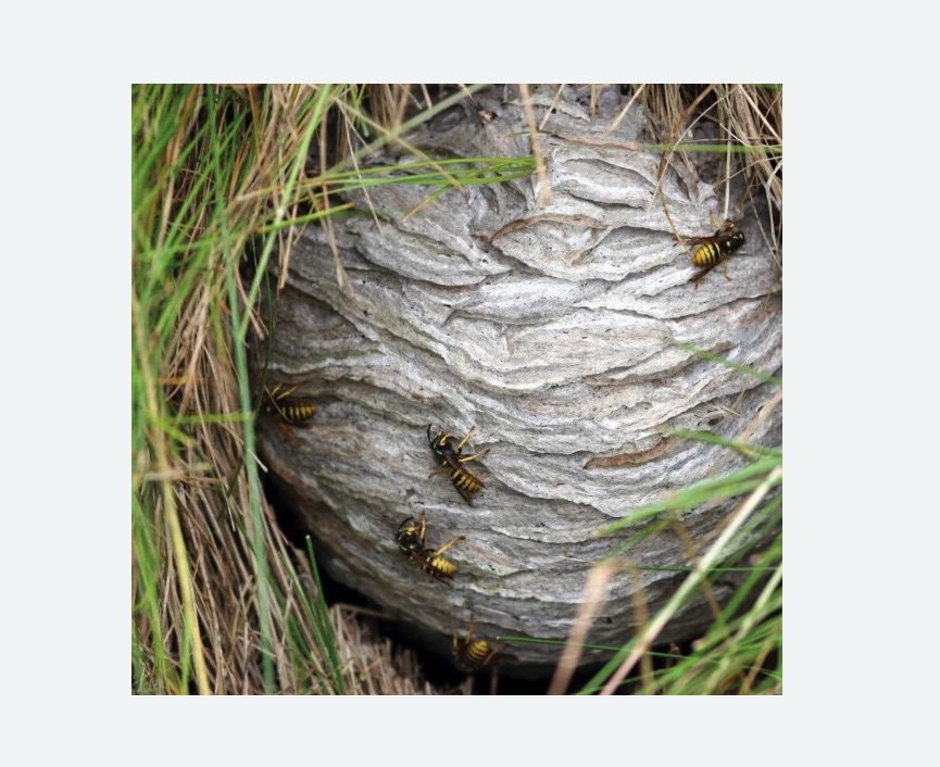 Уничтожение ос и ульев в Борисоглебске